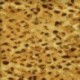 Leopard 002