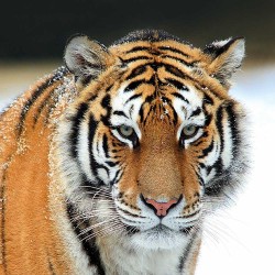 Tiger (купон 70*70)